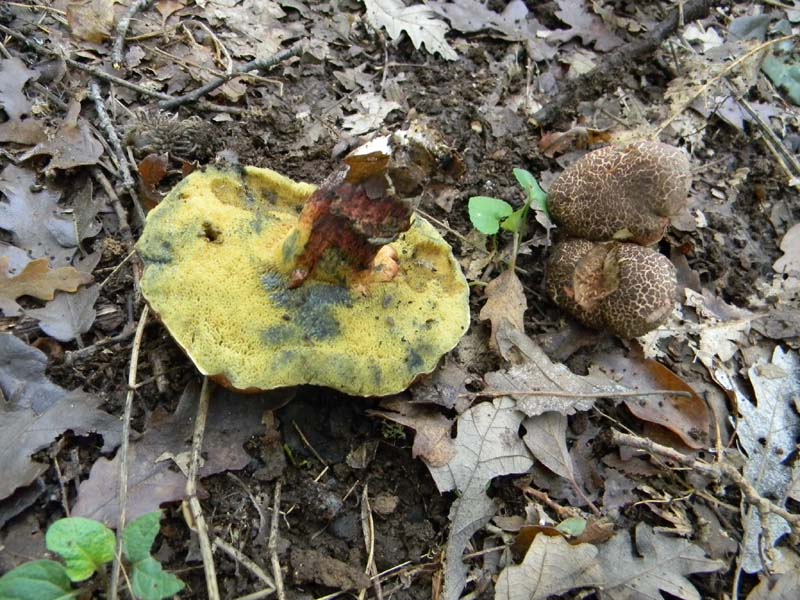1�gruppo ritrovamenti del 15.10.2010.